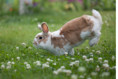Flea and Worm Treatment For Your Rabbit DT Veterinary Centre in Rugeley