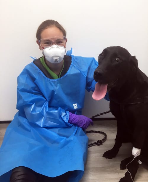 Belle sitting patiently with our Vet Jenny whilst having her chemo administered