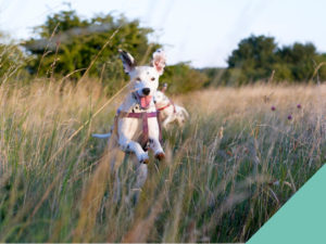 Dog running through grass
