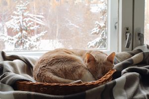 Cat lying in basket