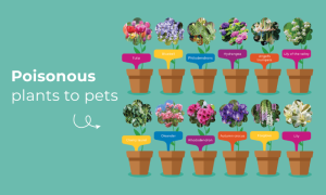 Poisonous plants to pets