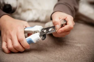 Dog's claws being clipped