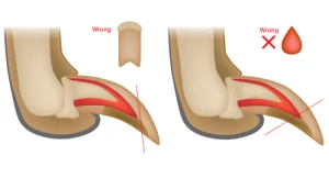 Infographic showing incorrect way of trimming claws
