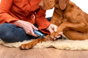 Dog's claws being clipped