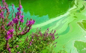 Pond full of green algae