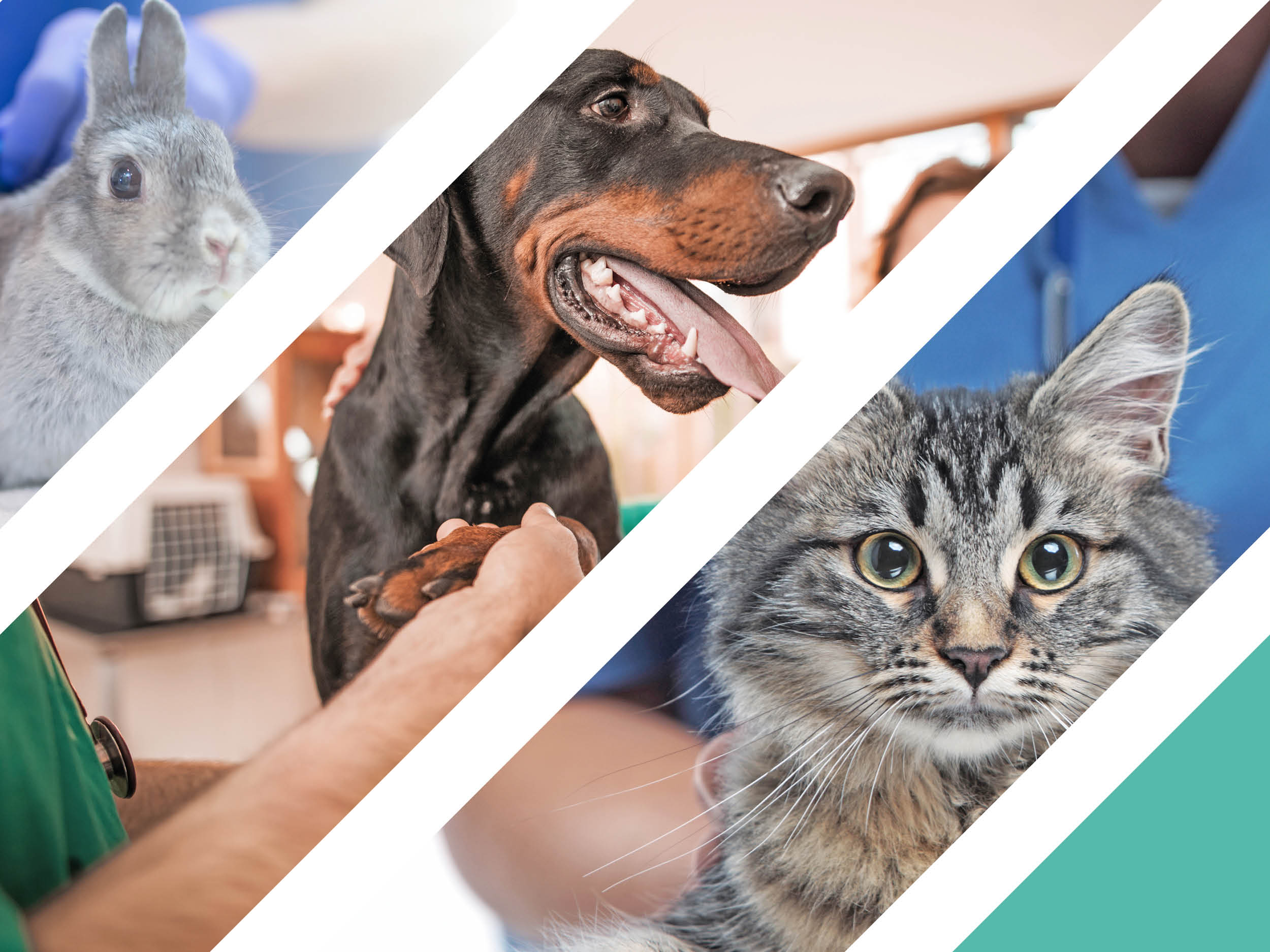 World Vet Day