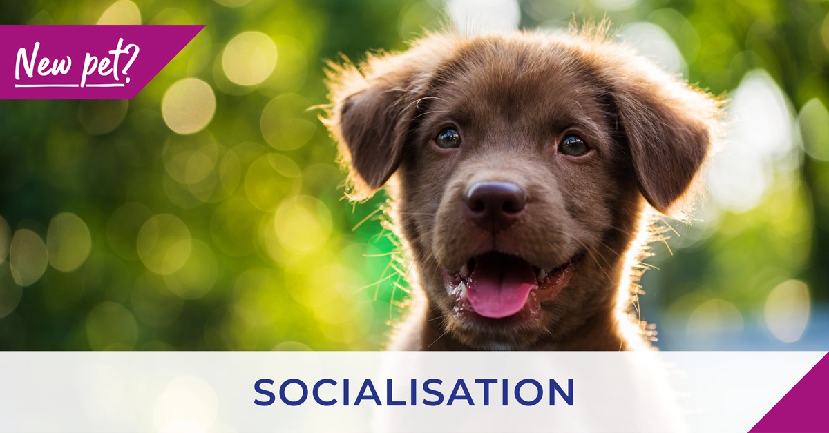 Socialising your new pet