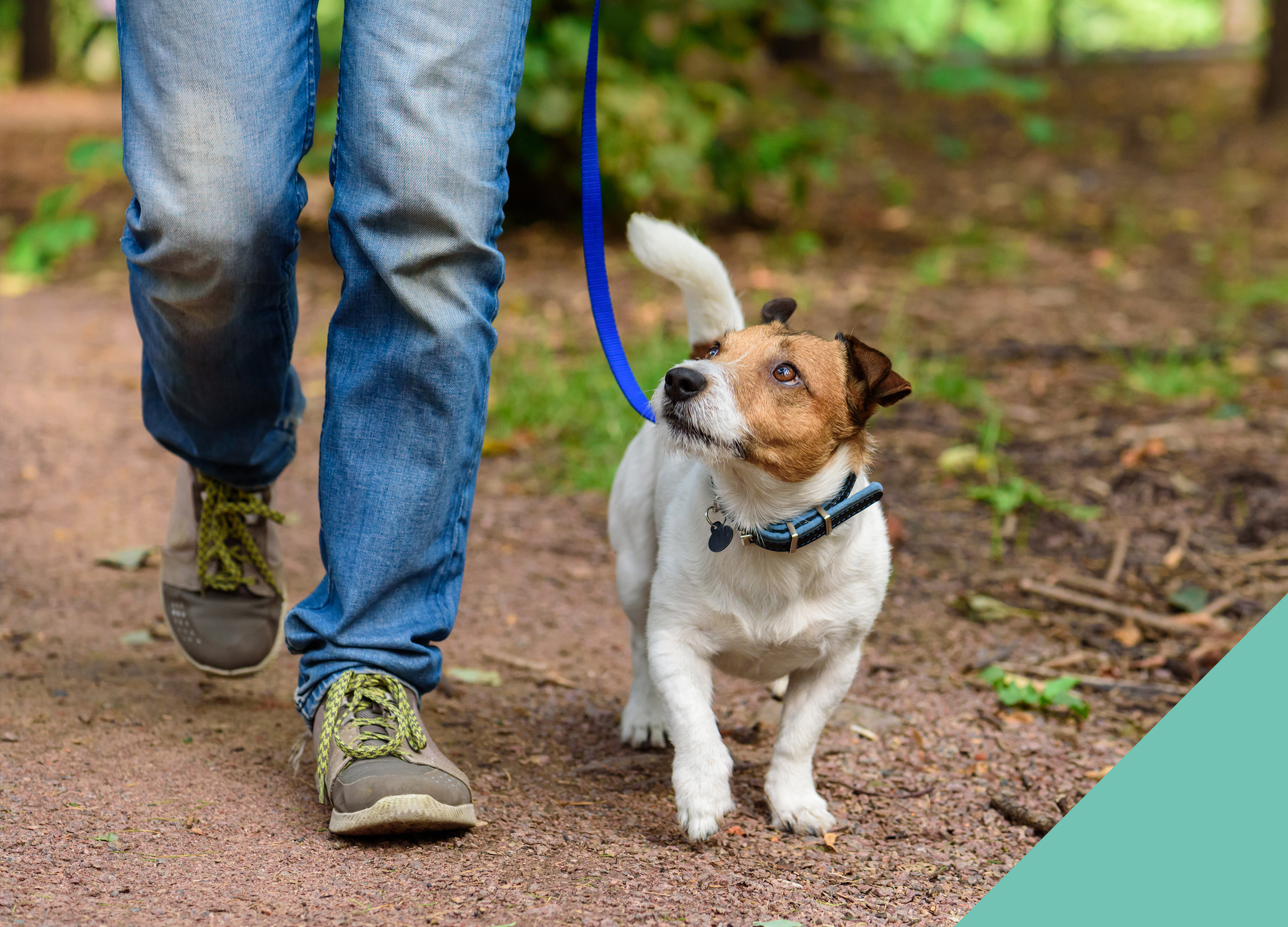 Dog walking tips