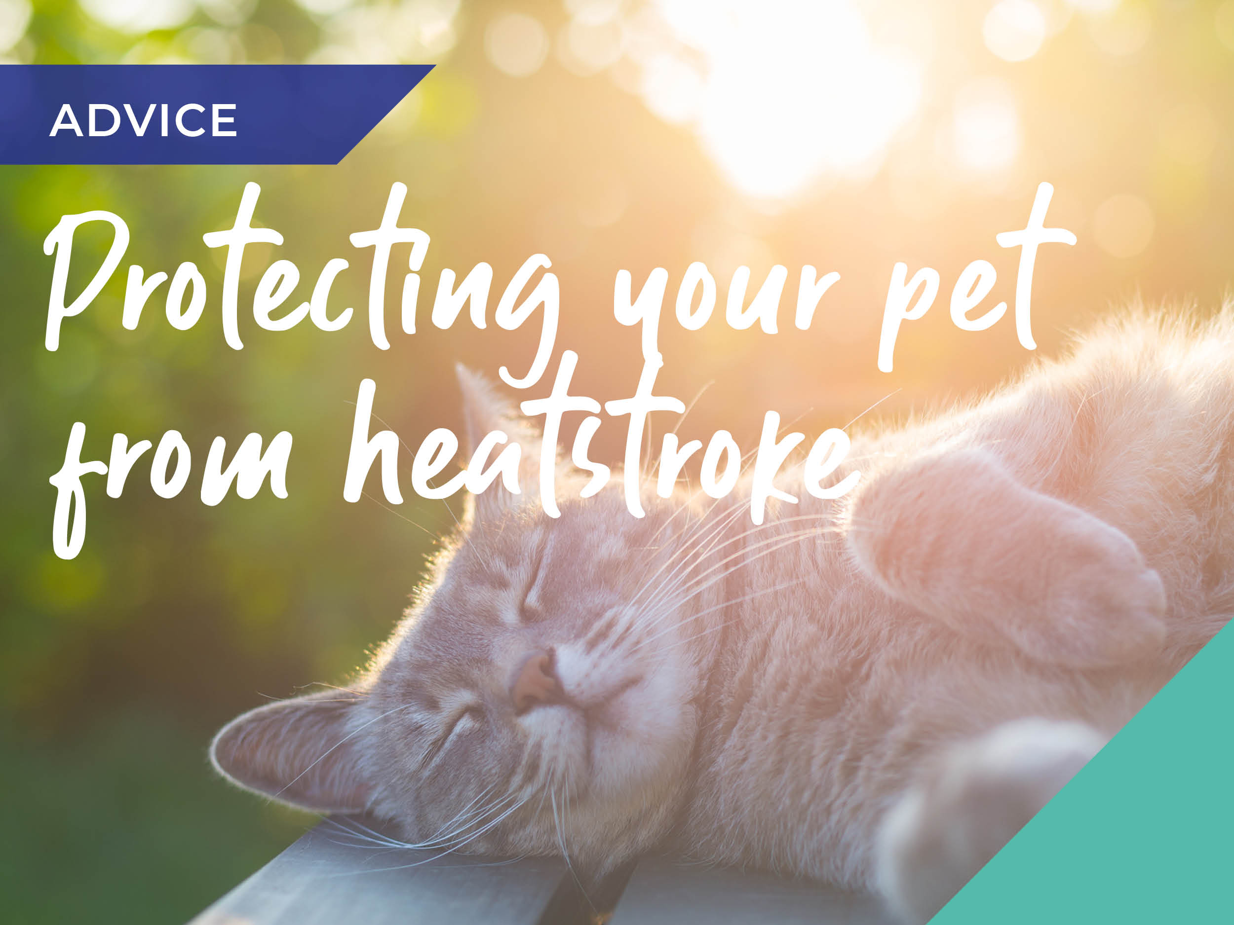 Protect your pet from heatstroke