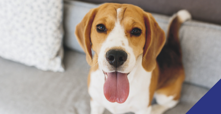 Prepare your pet for life after lockdown