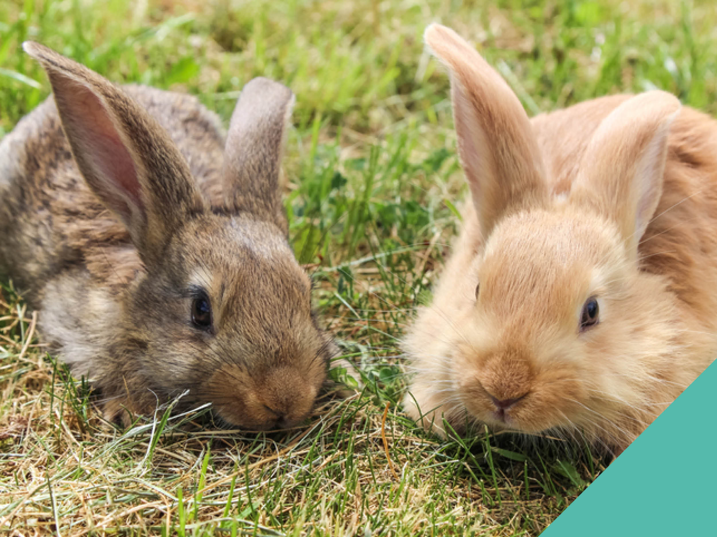 Rabbit care