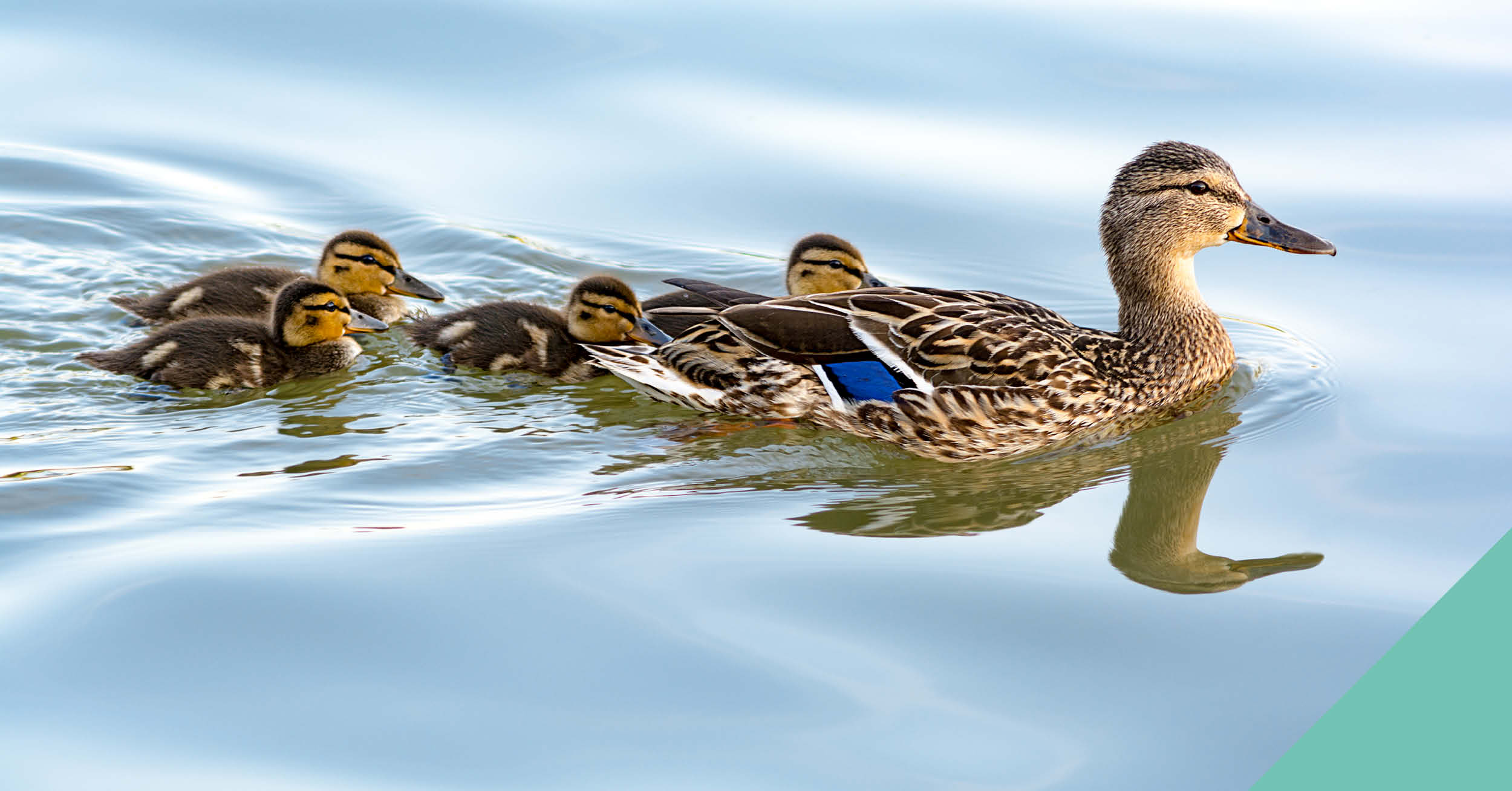 Dealing with injured wildlife