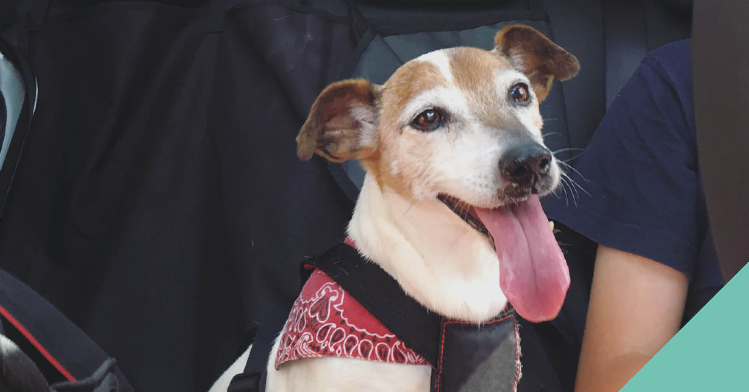 Pets in cars