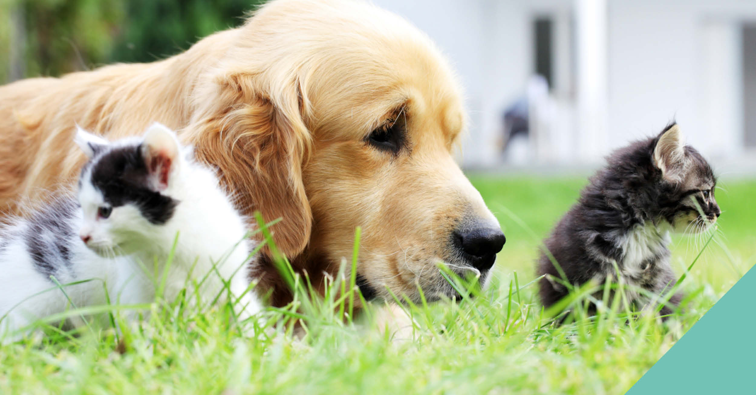 A dog and two kittens outside