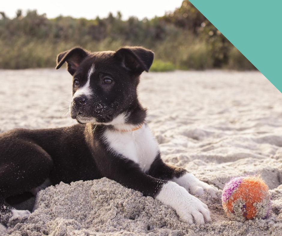 Taking your dog to the beach