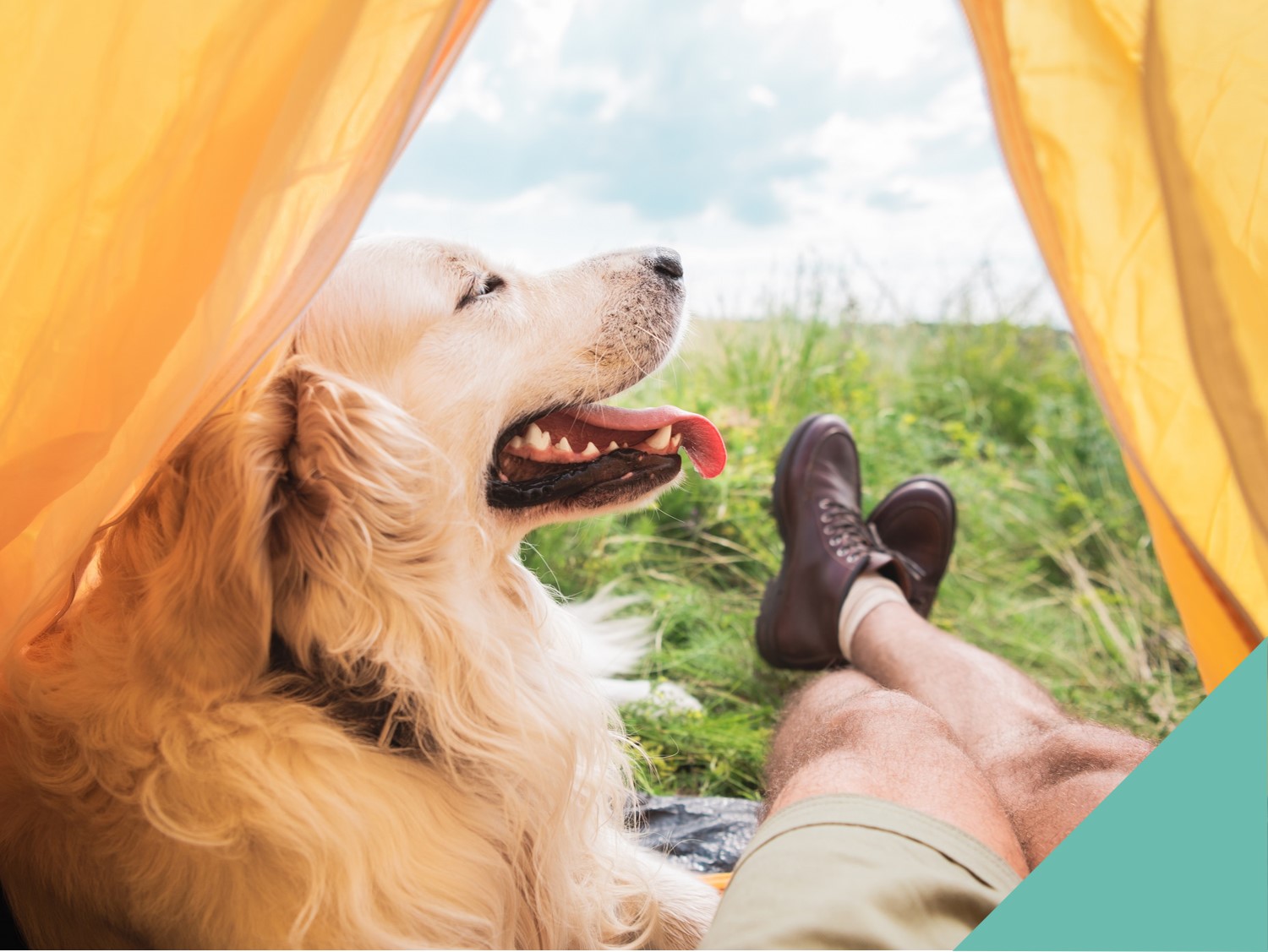 Camping with your dog advice