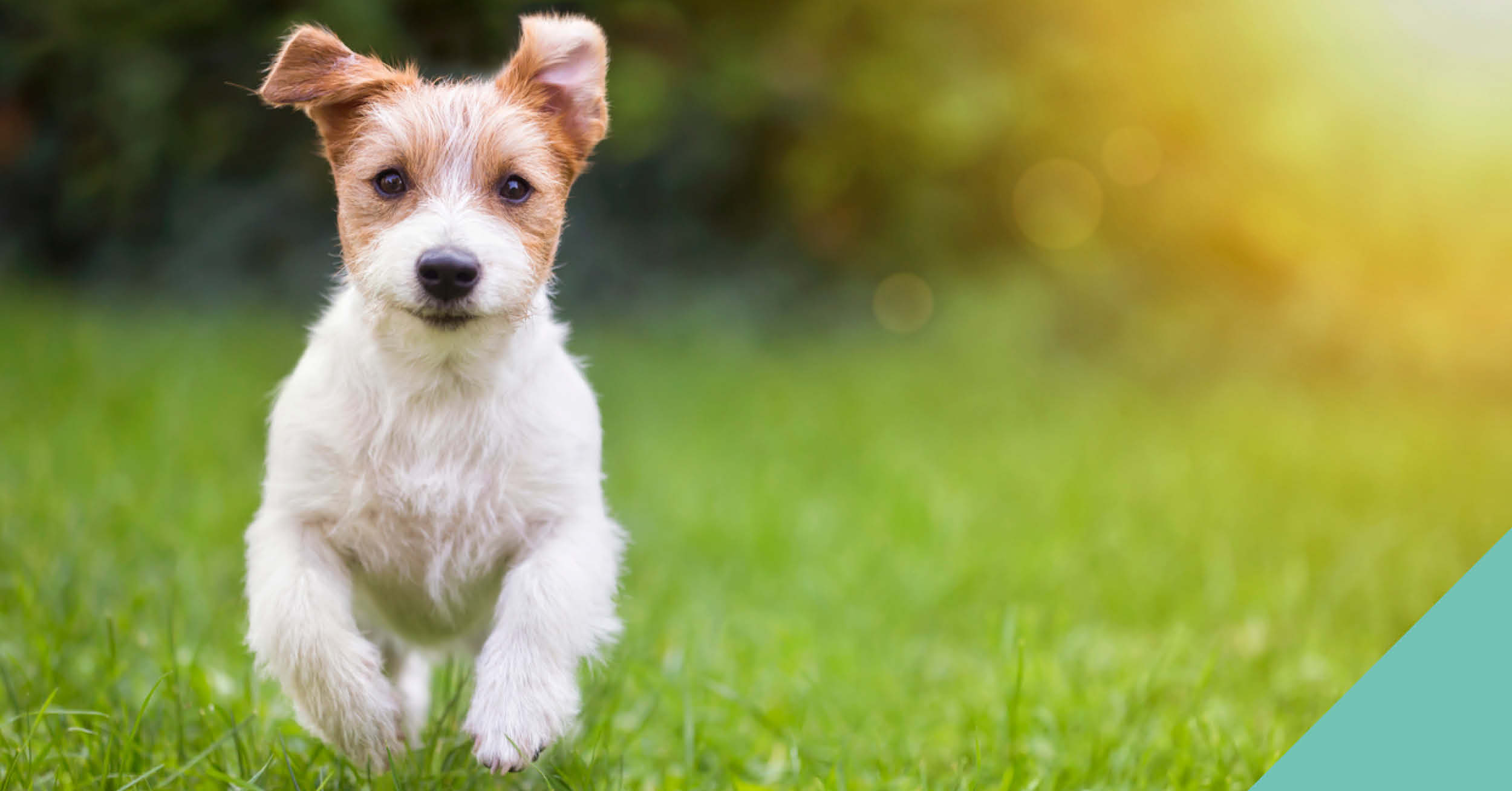 Interesting dog facts