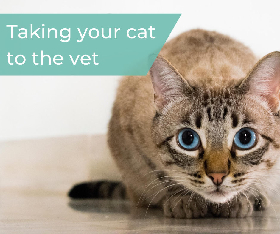 Taking your cat to the vet