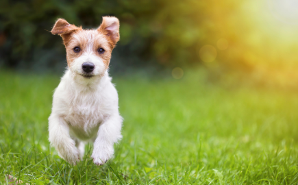 Kennel cough vaccine