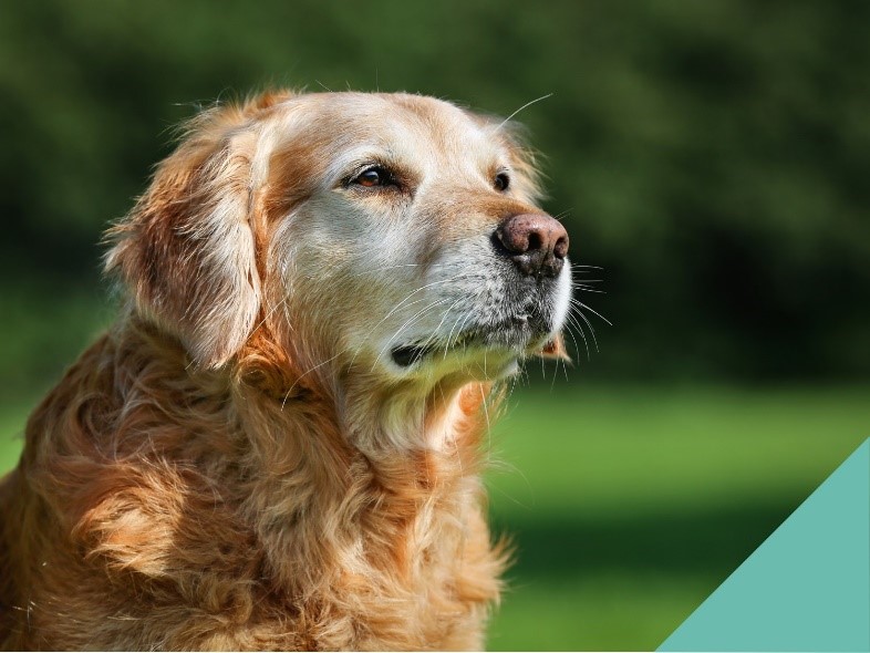 Senior pet focus
