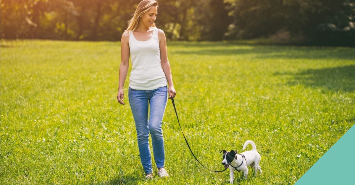 Teaching your dog to walk on a lead