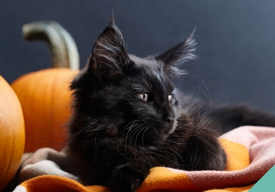 Halloween awareness