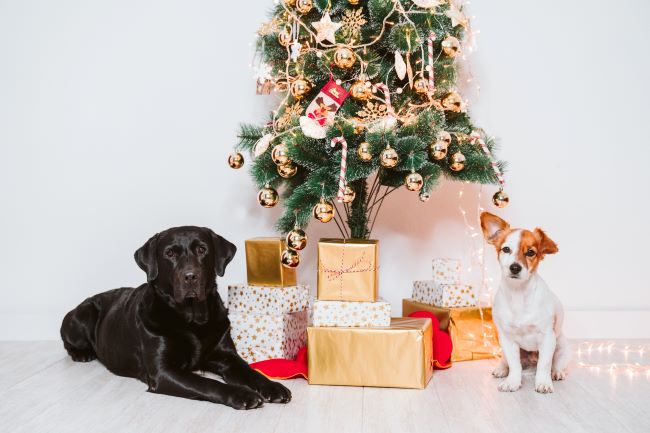 Christmas 2020 opening hours