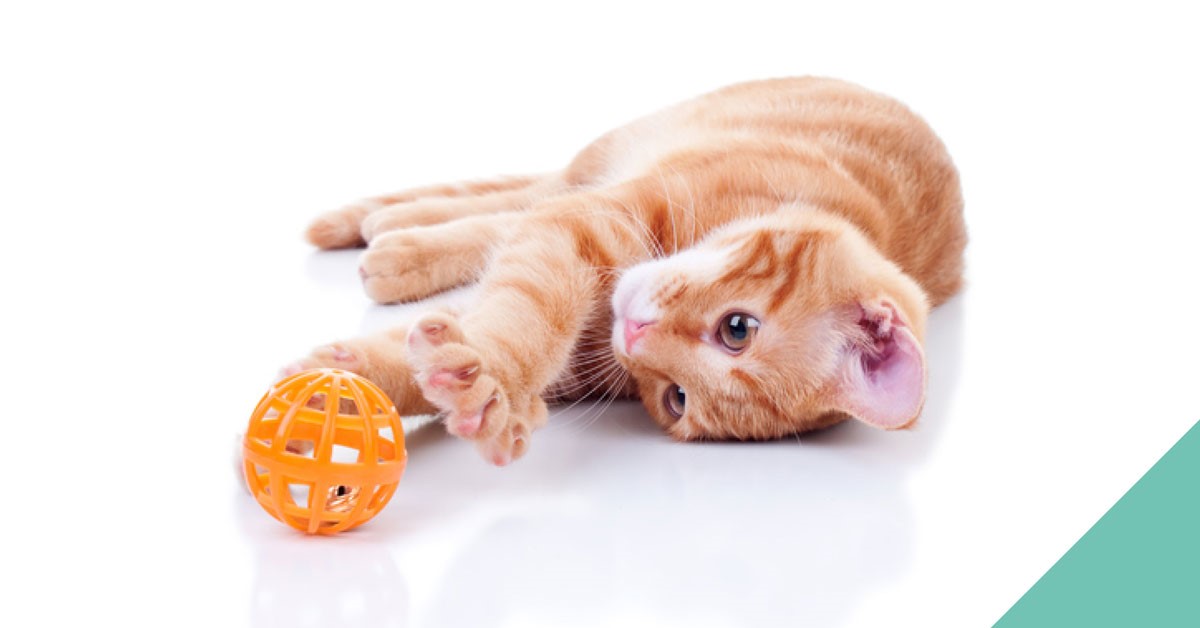 Indoor pet exercise in colder months