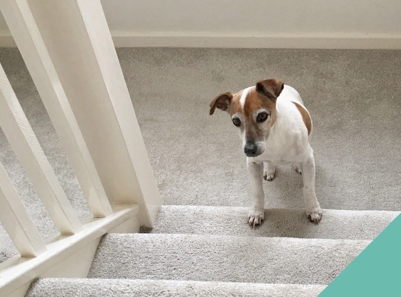 Osteoarthritis in dogs