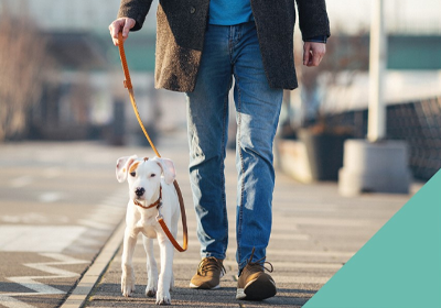 Road safety week walking dogs