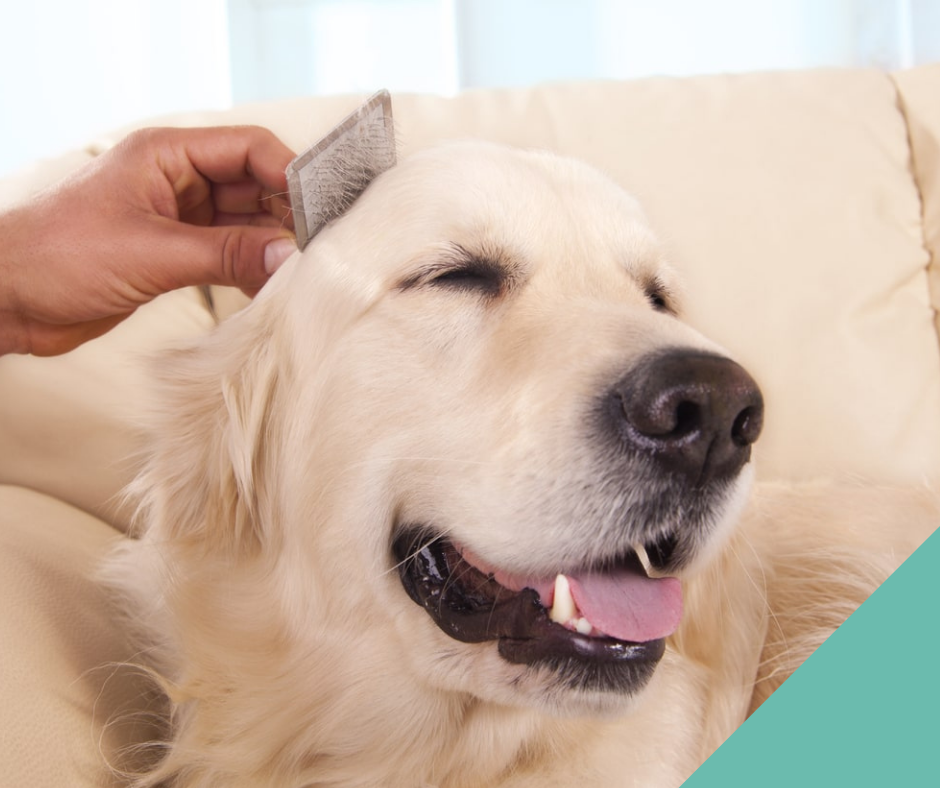 Dog and cat grooming