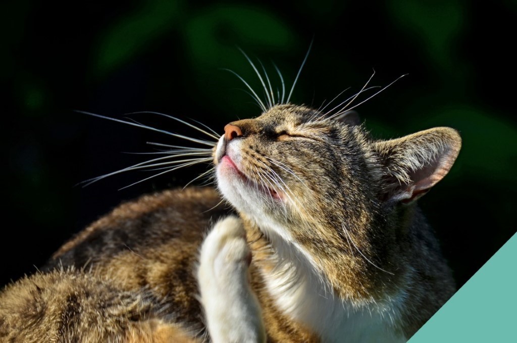 Flea tick and worm treatment for cats