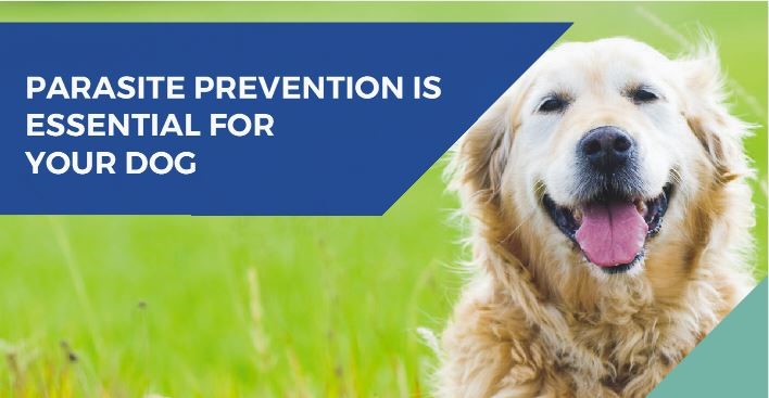 Flea tick and worm treatment for dogs