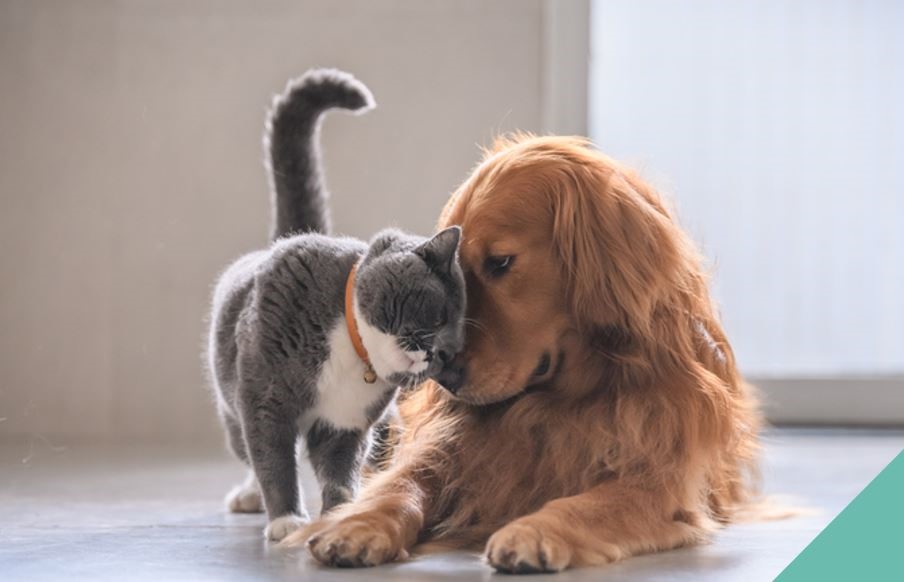 Importance of parasite prevention