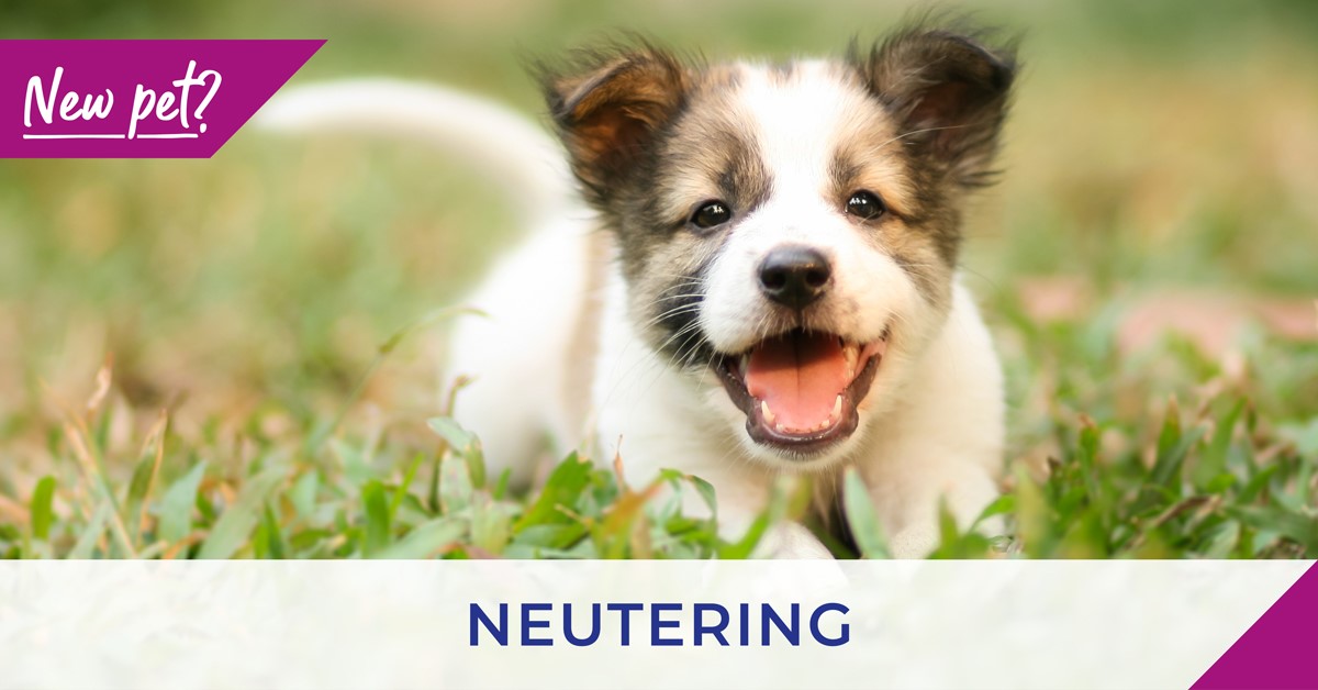 Neutering