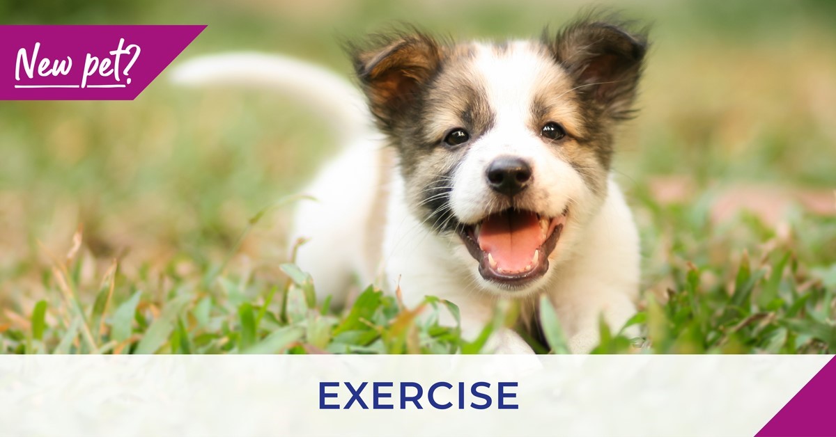 Exercising your kitten or puppy