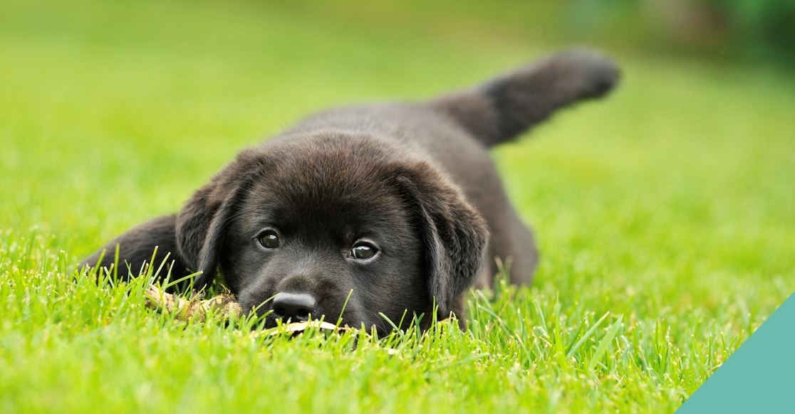 Grass seed and freshly cut grass hazards