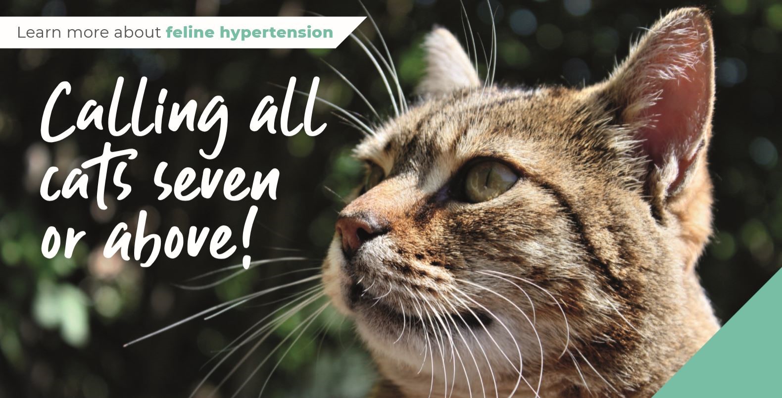 Feline hypertension