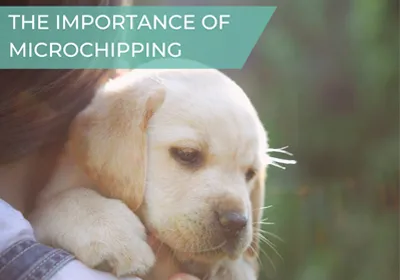 Microchipping