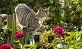 Cute young tabby cat playing in a garden