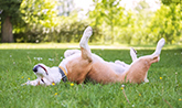Funny beagle dog lying on t he grass