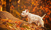 Dog walking in autumn forest