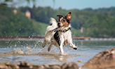 Russell Terrier running in water