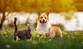 A corgi and a cat on a sunny field