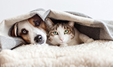 Dog and cat together