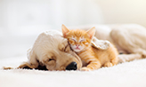 Cat and dog sleeping