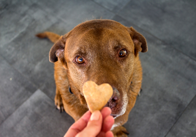 Chocolate poisoning in dogs - symptoms and what to do