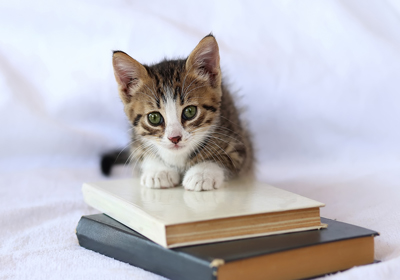 World book day 2024 - pet inspired characters for world book day