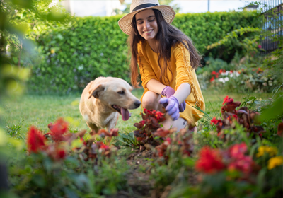 12 poisonous plants for pets