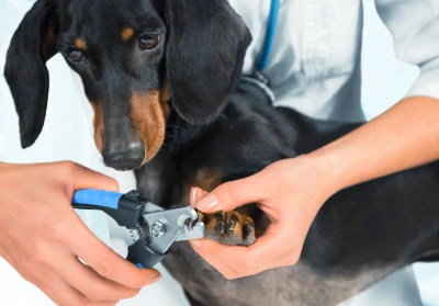 Tips for clipping your pets paws